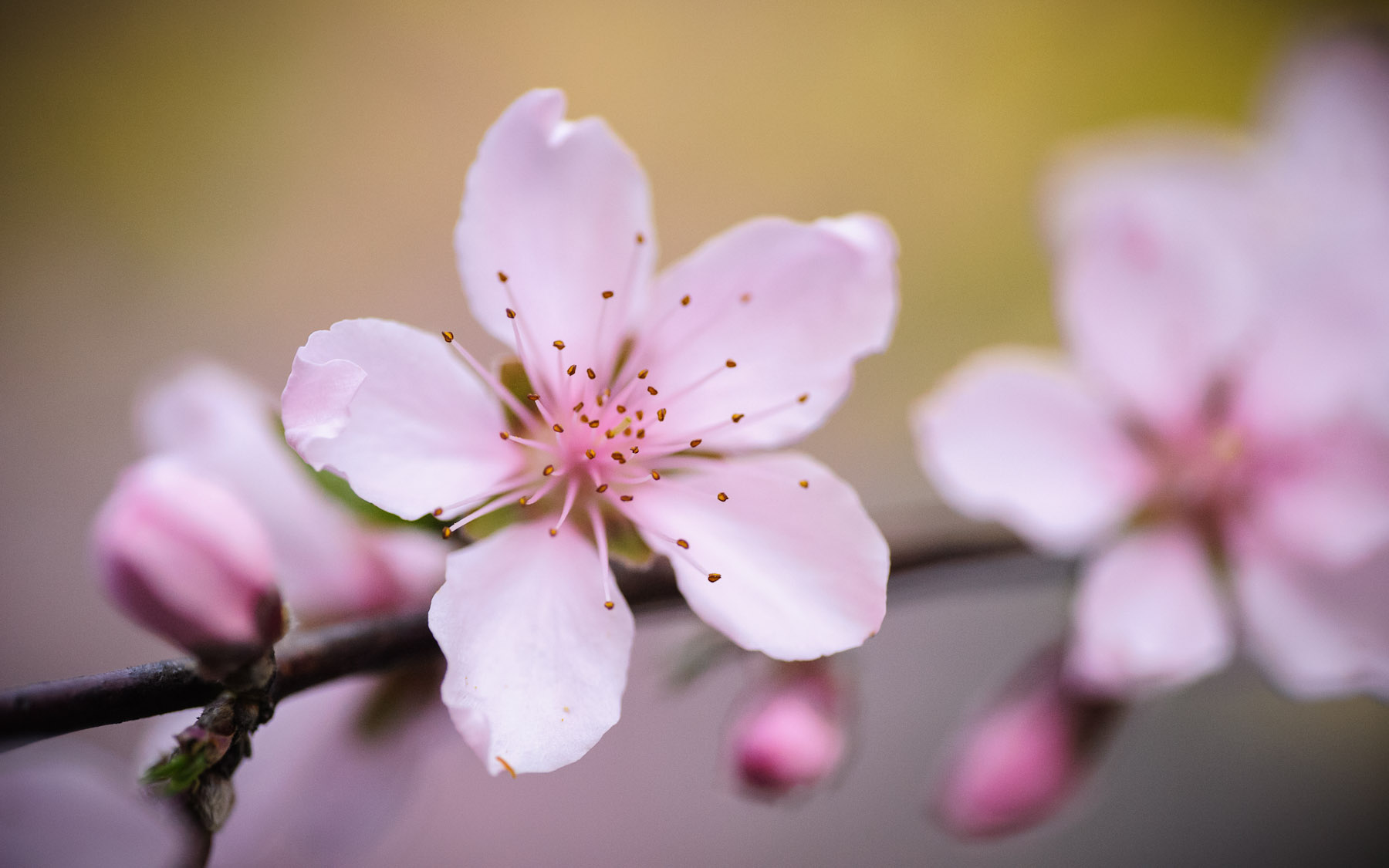 Jeffrey Friedl's Blog » Pretty As a Peach Blossom