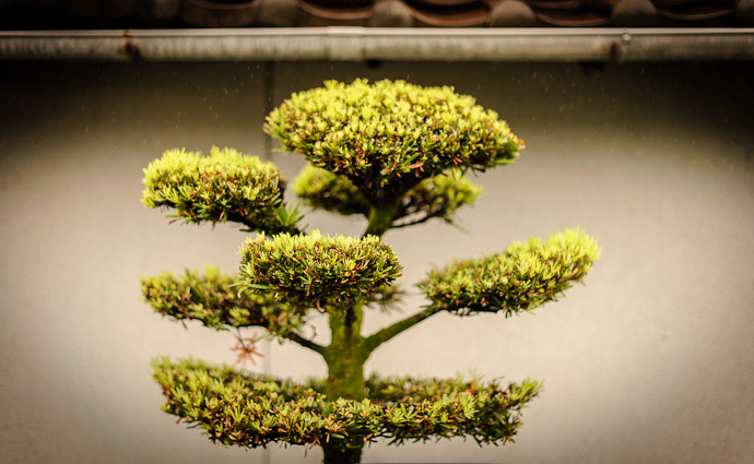 Manicured  --  Kyoto, Japan  --  Copyright 2012 Jeffrey Friedl, http://regex.info/blog/