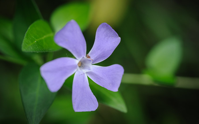 desktop background image of a dainty purple propeller-shaped flower, in Kyoto Japan  --  Dainty Propeller  --  Koumyou-in Temple (光明院)  --  Copyright 2012 Jeffrey Friedl, http://regex.info/blog/