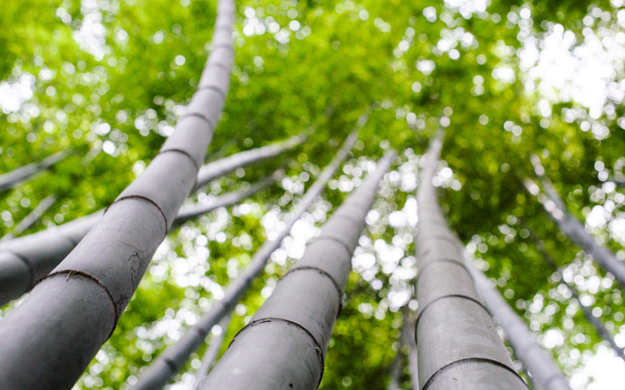 desktop background image of towering bamboo, at the Gioji Temple (祇王寺), Kyoto Japan -- This Seems Like About the Right Balance between foreground sharpness and background blur at the Gioji Temple (祇王寺), Kyoto Japan -- Gioji Temple (祇王寺) -- Copyright 2012 Jeffrey Friedl, http://regex.info/blog/ -- This photo is licensed to the public under the Creative Commons Attribution-NonCommercial 3.0 Unported License http://creativecommons.org/licenses/by-nc/3.0/ (non-commercial use is freely allowed if proper attribution is given, including a link back to this page on http://regex.info/ when used online)