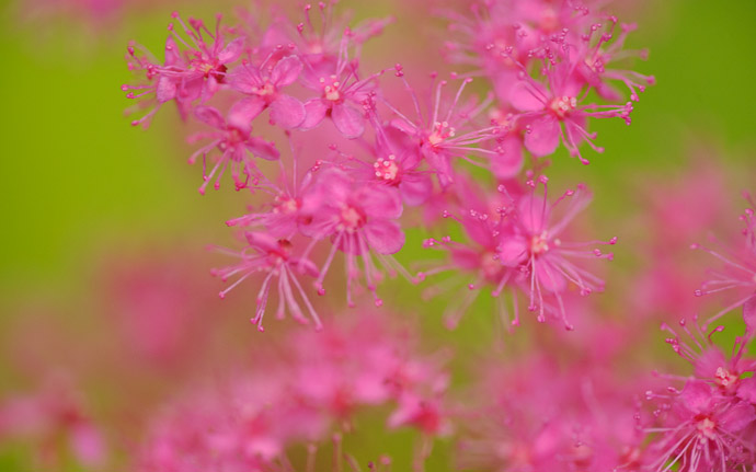 desktop background image of tiny pink flowers at the Gioji Temple (祇王寺), Kyoto Japan  --  Bold (But Natural) Colors very tiny flowers above a backdrop of moss Gioji Temple (祇王寺), Kyoto Japan  --  Gioji Temple (祇王寺)  --  Copyright 2012 Jeffrey Friedl, http://regex.info/blog/