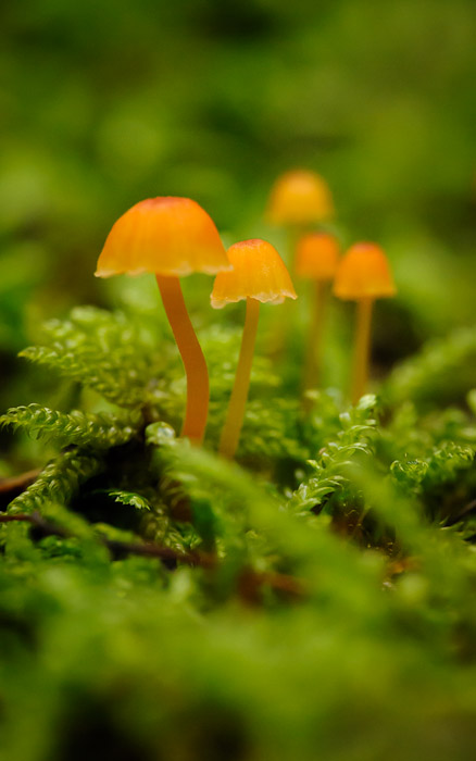 desktop background image of very tiny little orange mushrooms among the moss on a decaying roof at the Gioji Temple (祇王寺), Kyoto Japan  --  Towering  --  Gioji Temple (祇王寺)  --  Copyright 2012 Jeffrey Friedl, http://regex.info/blog/
