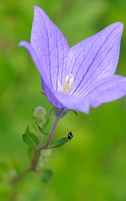 desktop background image of a pretty flower at the Shouseien Temple (渉成園), Kyoto Japan  --  Living on the Edge  --  Shouseien Temple (渉成園)  --  Copyright 2012 Jeffrey Friedl, http://regex.info/blog/