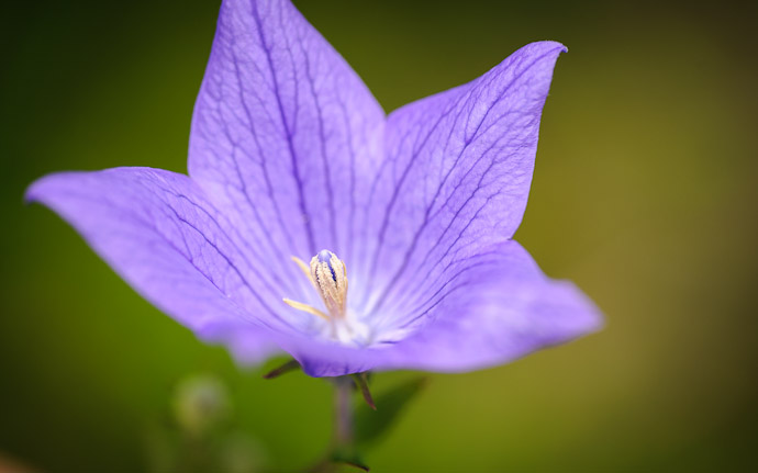 desktop background image of a pretty flower at the Shouseien Temple (渉成園), Kyoto Japan  --  Shouseien Temple (渉成園)  --  Copyright 2012 Jeffrey Friedl, http://regex.info/blog/