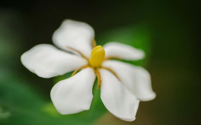 desktop background image of a pretty flower at the Shouseien Temple (渉成園), Kyoto Japan  --  Septapus Flower  --  Shouseien Temple (渉成園)  --  Copyright 2012 Jeffrey Friedl, http://regex.info/blog/