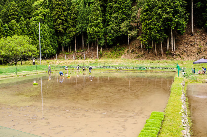 Rice Planting, Old-School Style -- Kyoto, Japan -- Copyright 2015 Jeffrey Friedl, http://regex.info/blog/ -- This photo is licensed to the public under the Creative Commons Attribution-NonCommercial 4.0 International License http://creativecommons.org/licenses/by-nc/4.0/ (non-commercial use is freely allowed if proper attribution is given, including a link back to this page on http://regex.info/ when used online)