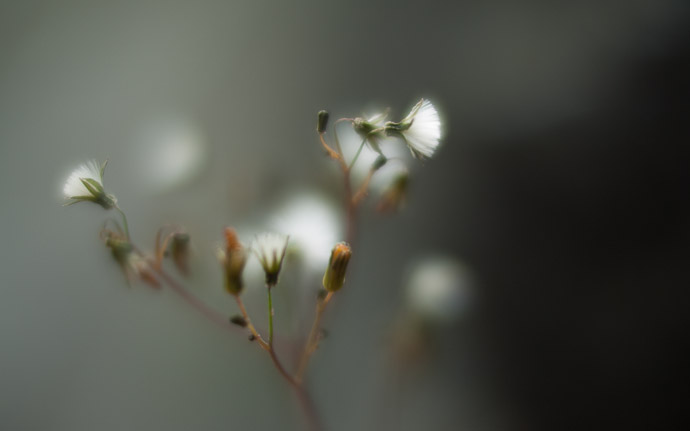 desktop background image of some weeds rendered creamy by the ultra wide aperture of the Voigtländer Nokton 25mm f/0.95  --  Creamy at f / 0.95  --  Kyoto, Japan  --  Copyright 2011 Jeffrey Friedl, http://regex.info/blog/  --  This photo is licensed to the public under the Creative Commons Attribution-NonCommercial 3.0 Unported License http://creativecommons.org/licenses/by-nc/3.0/ (non-commercial use is freely allowed if proper attribution is given, including a link back to this page on http://regex.info/ when used online)