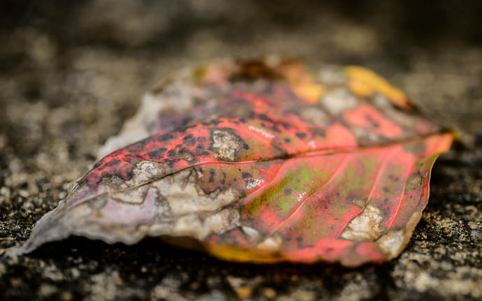 desktop background image of a richly-multi-colored leaf  --  It Has Begun leaf in Kyoto  --  Yoshidayama (吉田山)  --  Kyoto, Japan  --  Copyright 2012 Jeffrey Friedl, http://regex.info/blog/  --  This photo is licensed to the public under the Creative Commons Attribution-NonCommercial 3.0 Unported License http://creativecommons.org/licenses/by-nc/3.0/ (non-commercial use is freely allowed if proper attribution is given, including a link back to this page on http://regex.info/ when used online)