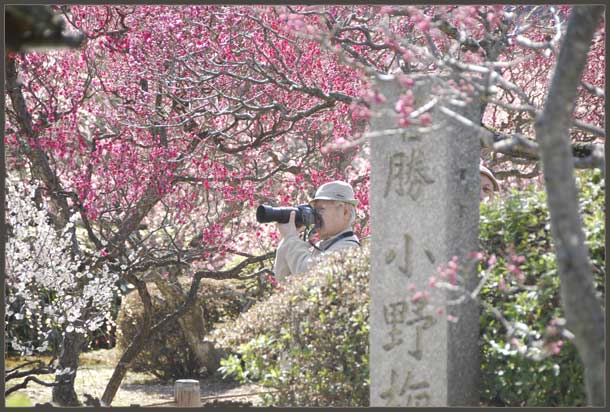 Plum blossoms at the Zuishin-in Temple, Yamashina ward, Kyoto, Japan