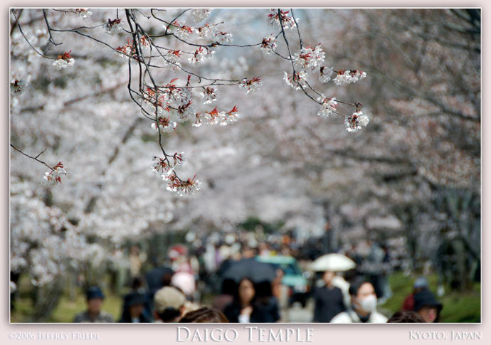 Daigo Temple in Kyoto, Japan, during the Spring 2006 cherry-blossom season