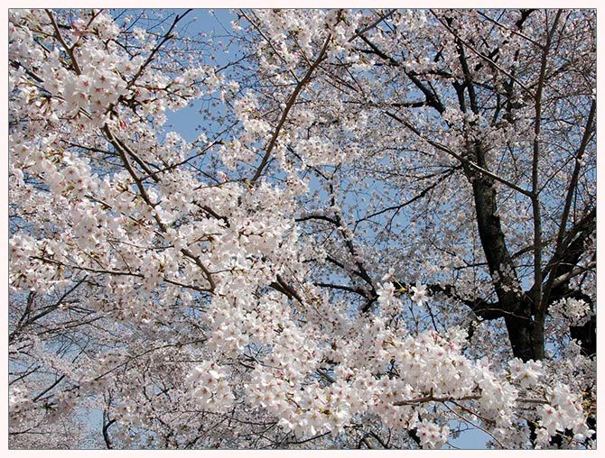 Cherry Blossoms at the Daigo Temple in Kyoto, Japan