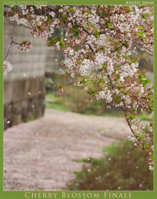 cherry tree in Kyoto, Japan, losing its cherry blossoms
