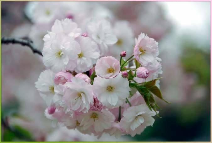 Just-blooming cherry tree, at the Takaragaike Children's Park, Kyoto Japan