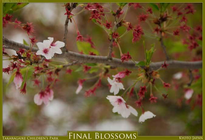 An almost blossomless/leafless cherry tree at the Takaragaike Children's Park, Kyoto Japan