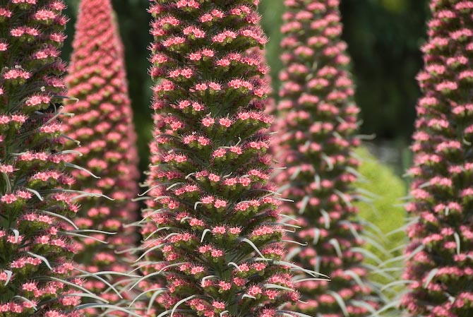 Nikon D200 + Nikkor 18 -200mm f/3.5-5.6 @ 200mm &mdash; 1 / 180 sec, f/5.6, ISO 100 &mdash; full exif & map Funky cone-shaped flowering plant -- Kyoto, Japan -- Copyright 2006 Jeffrey Eric Francis Friedl, http://regex.info/blog/