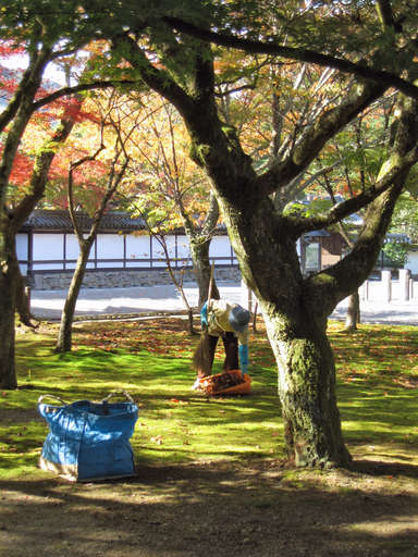 Worker cleaning leaves at the Nanzen Temple (Nanzenji) in Kyoto, Japan