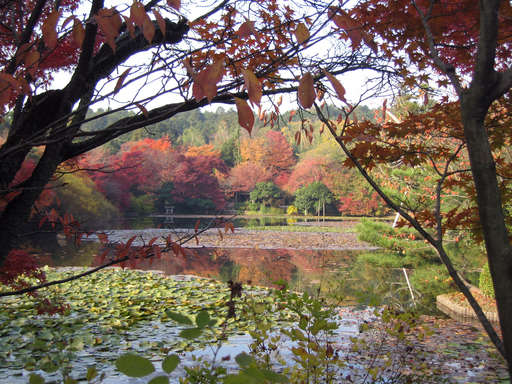 The lake at Ryouanji in the fall, Kyoto Japan