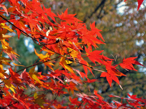 Momiji (紅葉 — Japanese maple) at Ryouanji, Kyoto
Japan