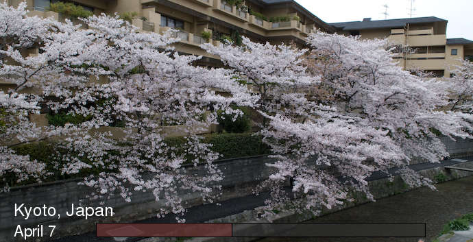 time lapse of cherry-blossoms blooming, in Kyoto Japan