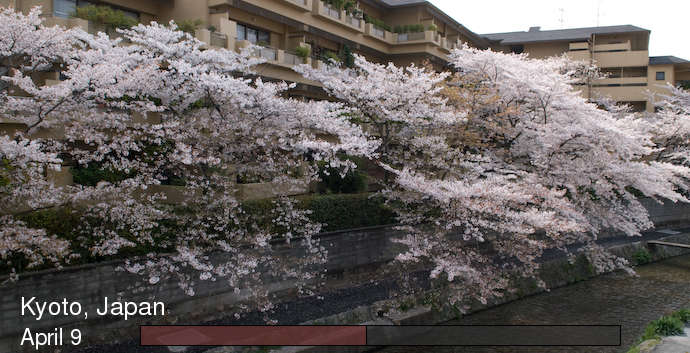 time lapse of cherry-blossoms blooming, in Kyoto Japan